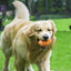 Durable Dog Toy for Boredom Relief and Playtime